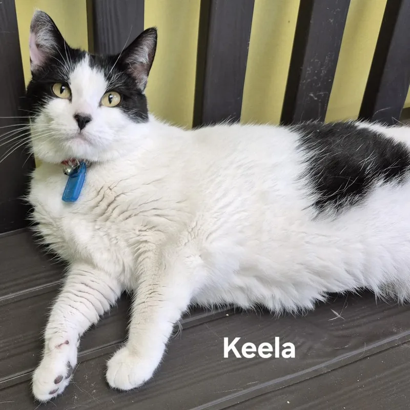 A young medium-sized female Domestic Short Hair cat named Keela for adoption in Kendallville, IN