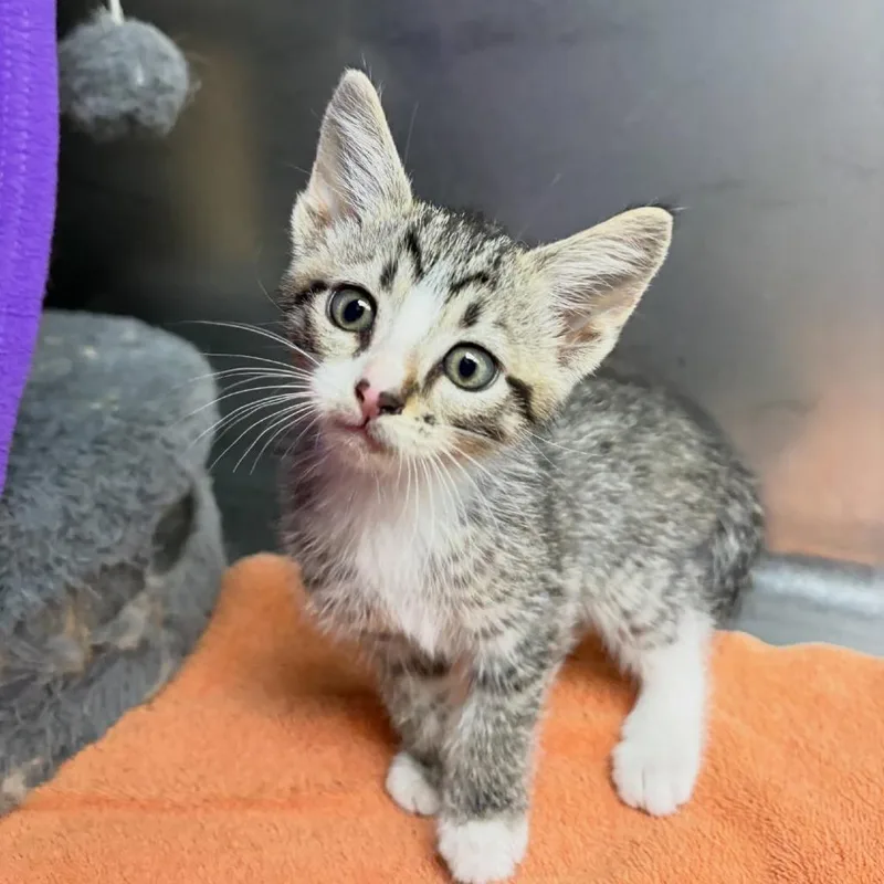 A baby small-sized male Brown / Chocolate Domestic Short Hair cat named Frito for adoption in Lexington, KY