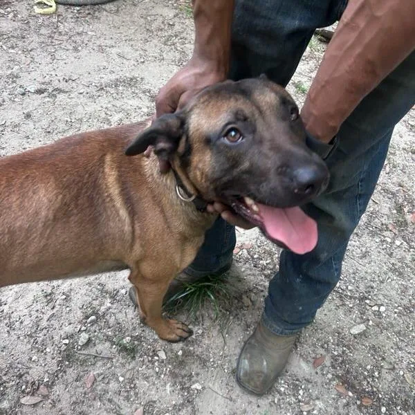 An adult large-sized male Brown / Chocolate Belgian Shepherd / Malinois dog named Leo for adoption in Webster, TX