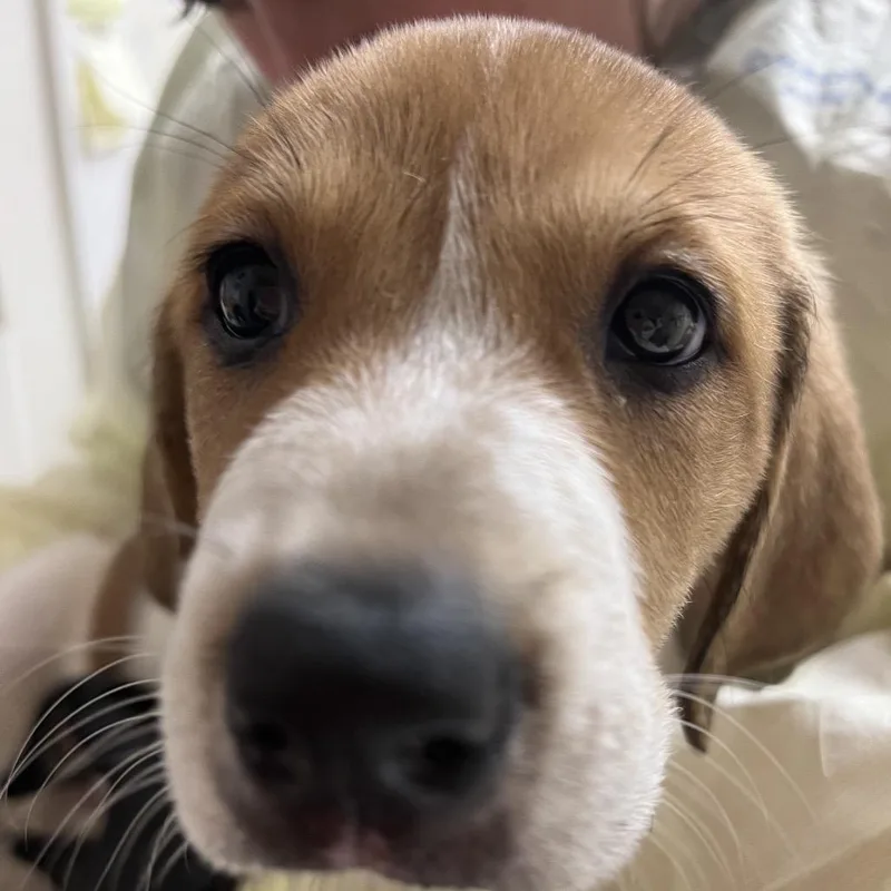 A baby medium-sized female White / Cream Treeing Walker Coonhound dog named Ruby red for adoption in Pekin, IL