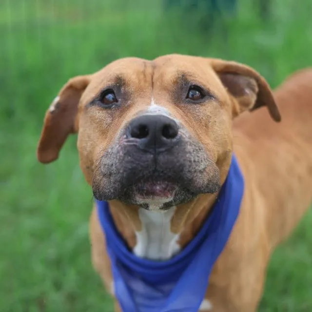 An adult medium-sized male American Staffordshire Terrier dog named Bud for adoption in San Antonio, TX