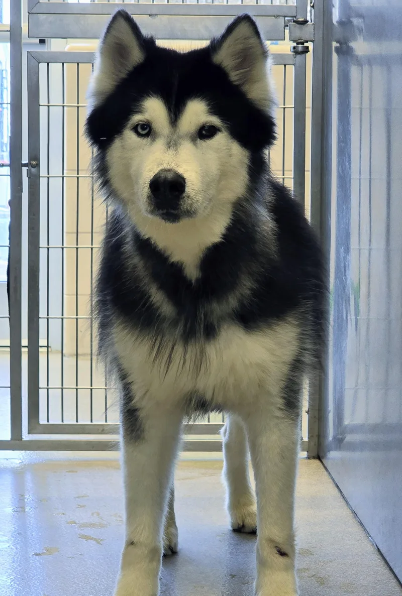 An adult large-sized male Black Siberian Husky dog named March for adoption in Amityville, NY