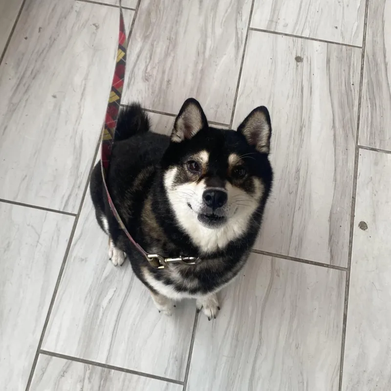 A senior small-sized male Shiba Inu dog named Jethro for adoption in West Des Moines, IA