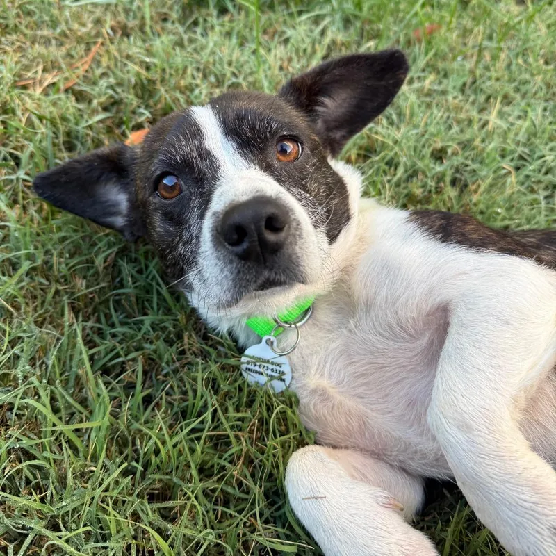 An adult small-sized female Black Mixed Breed dog named Chia for adoption in Raleigh, NC