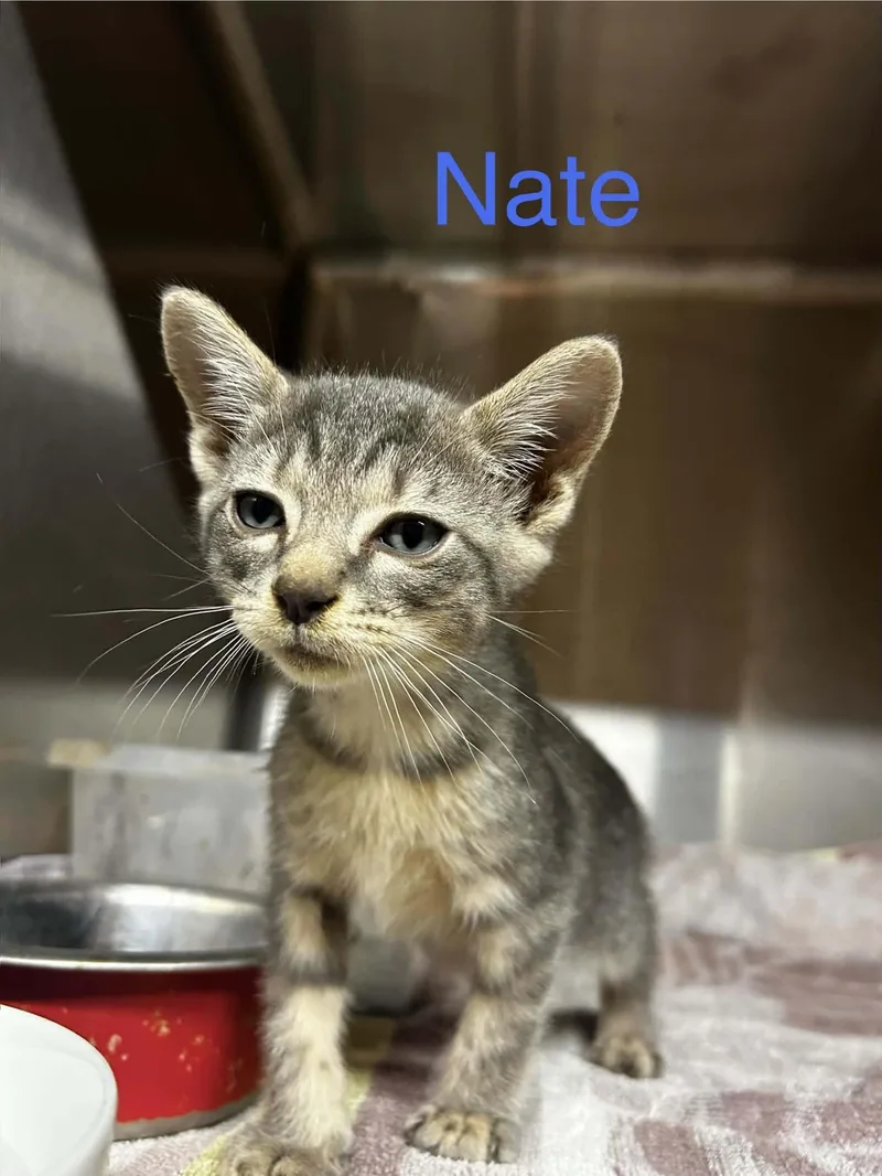 A baby small-sized male Gray / Blue / Silver Domestic Short Hair cat named Nate C Therrien for adoption in Saunderstown, RI