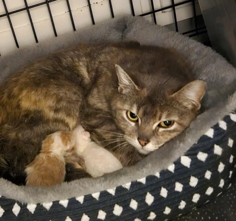 An adult medium-sized female Torbie Domestic Short Hair cat named Elizabeth for adoption in Port Washington, WI