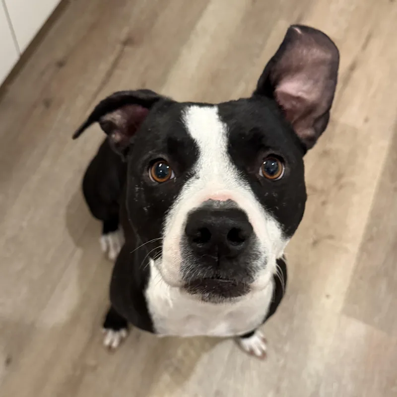 An adult medium-sized female Black Pit Bull Terrier dog named Blaise for adoption in Torrance, CA