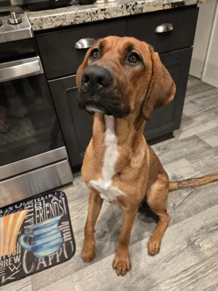 A young large-sized male Bloodhound dog named Charlie for adoption in Oceanside, CA