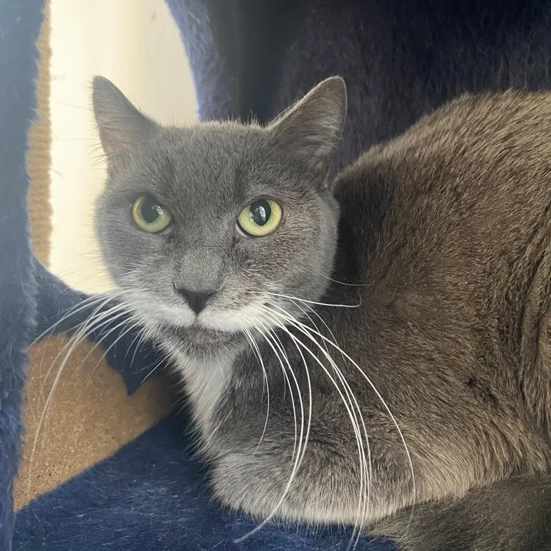 Salvadora thumbnail 2