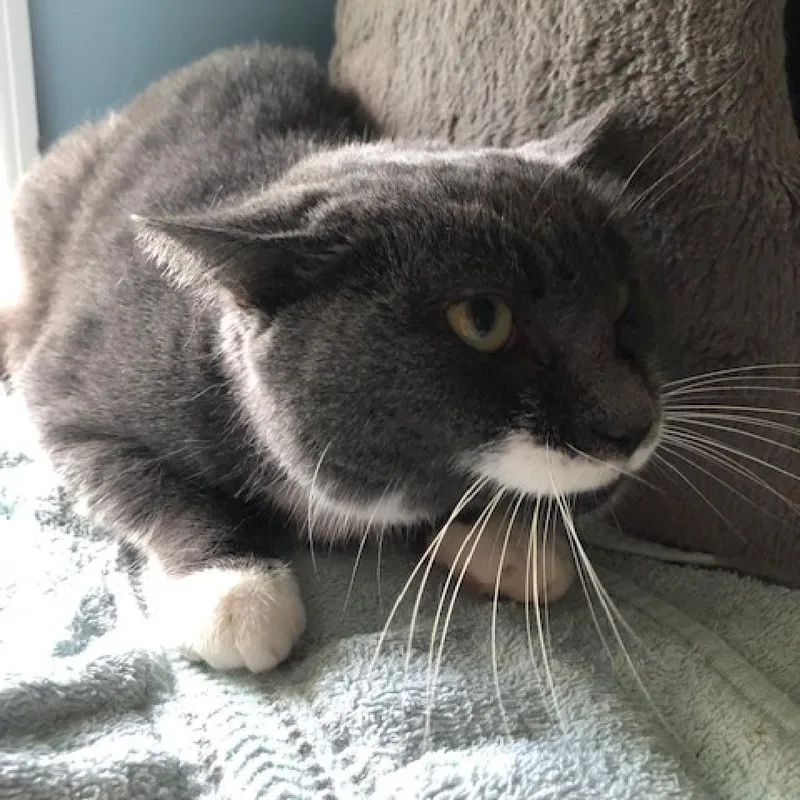 Salvadora thumbnail 3