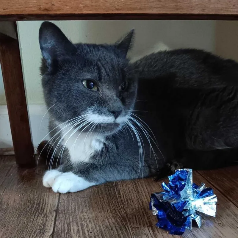 Salvadora thumbnail 4