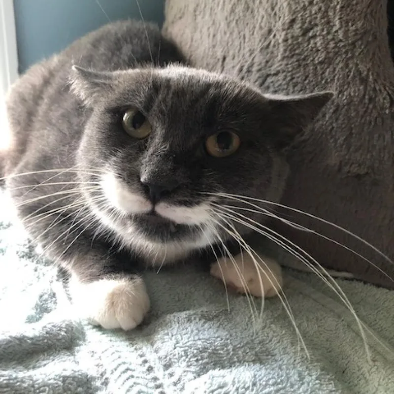 Salvadora thumbnail 5