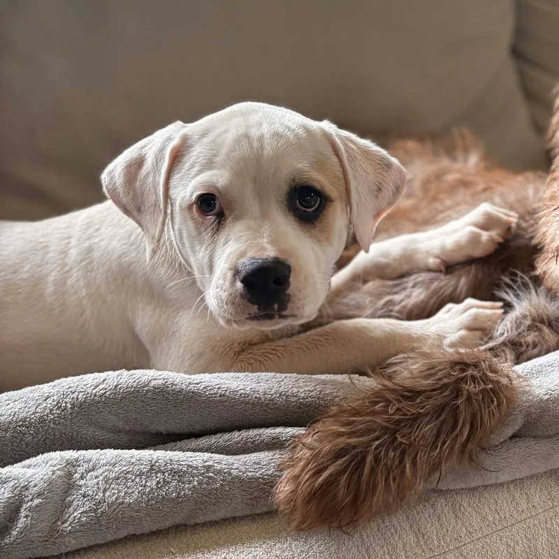 A baby large-sized female American Bulldog dog named Faith for adoption in Hillsdale, NY