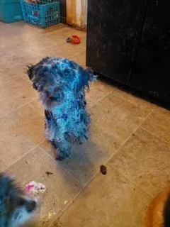 A young medium-sized male Poodle dog named Koal for adoption in Glenville, NY
