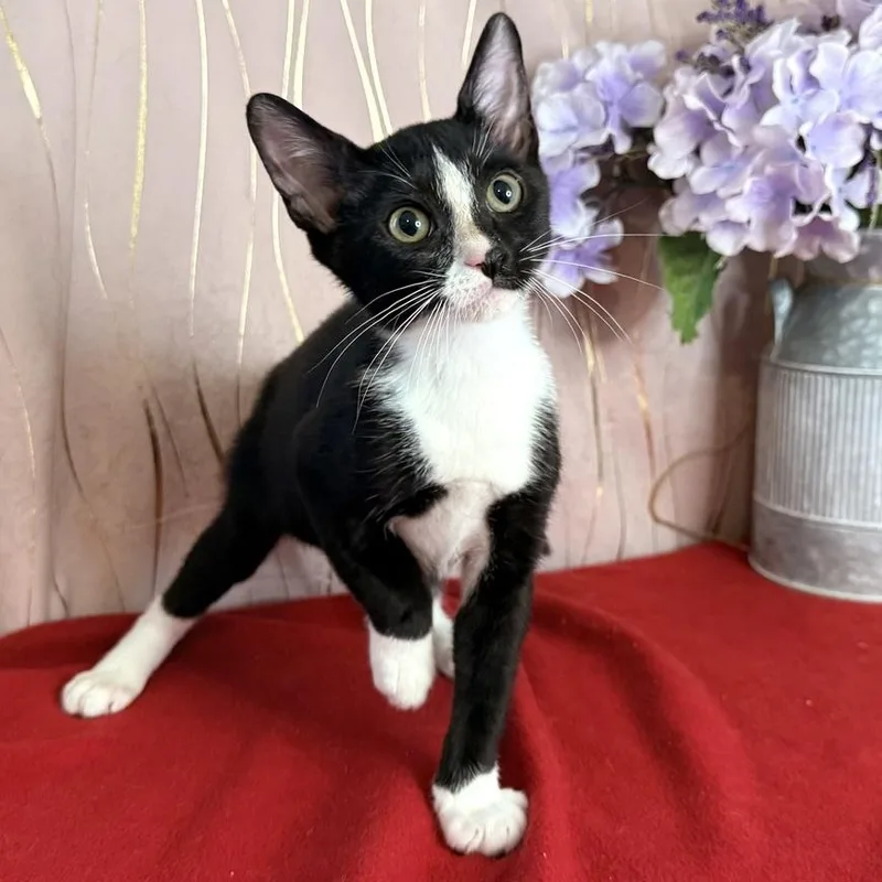 A baby small-sized male Black Domestic Short Hair cat named Buster for adoption in Long Beach, MS