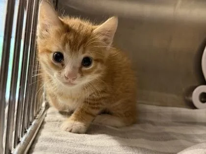 A young small-sized male Domestic Short Hair cat named Goober for adoption in Lafayette, IN
