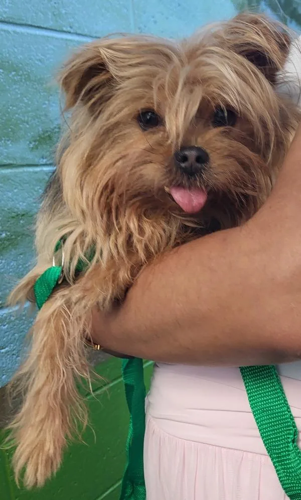 A senior small-sized female Yorkshire Terrier dog named Pen for adoption in Lawrenceville, GA
