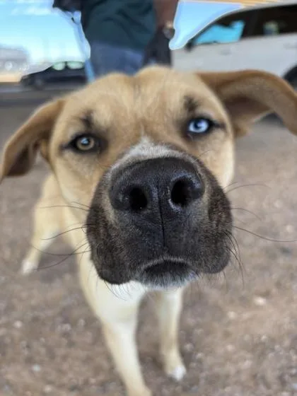 An adult large-sized male Yellow / Tan / Blond / Fawn Mixed Breed dog named Chance for adoption in El Paso, TX