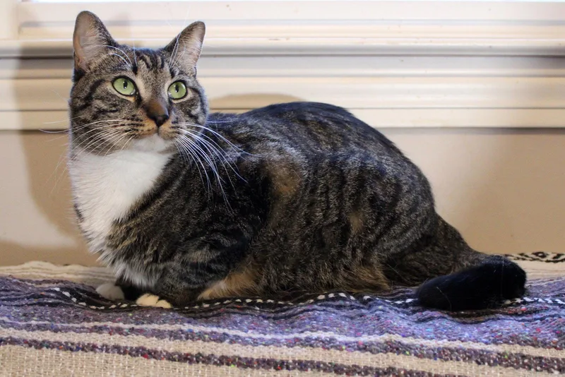 Pepperoni thumbnail 2