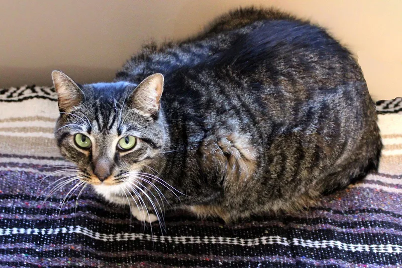 Pepperoni thumbnail 3