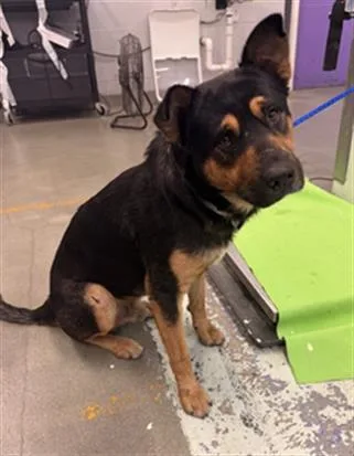 An adult medium-sized male German Shepherd Dog dog named Orville for adoption in Houston, TX