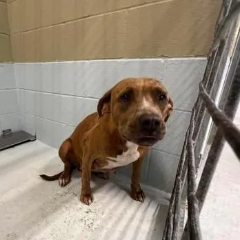 An adult large-sized female Brindle Pit Bull Terrier dog named Chupa for adoption in Bastrop, TX