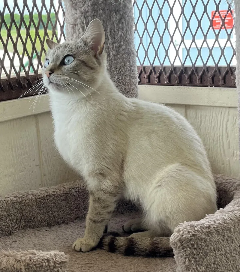 An adult medium-sized female White Siamese cat named Chynna for adoption in Hillsboro, TX