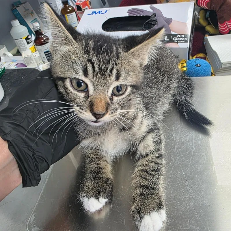 A baby small-sized male Brown / Chocolate Domestic Short Hair cat named Dougle for adoption in Duncan, OK