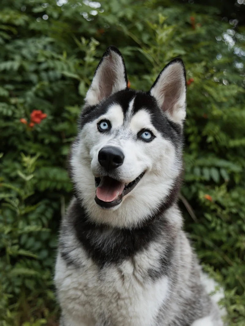 A baby medium-sized male Siberian Husky dog named Vogue for adoption in Carrollton, TX