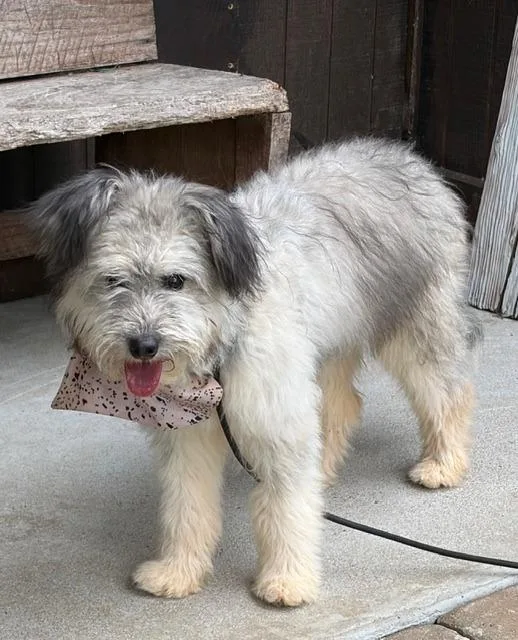 A baby medium-sized female Australian Shepherd dog named Mazie for adoption in Manchester, TN
