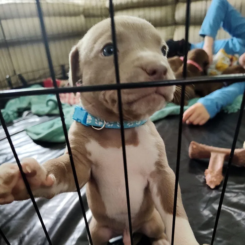 A baby medium-sized male Pit Bull Terrier dog named Kona for adoption in Midland, MI