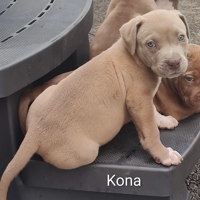 Kona thumbnail 3