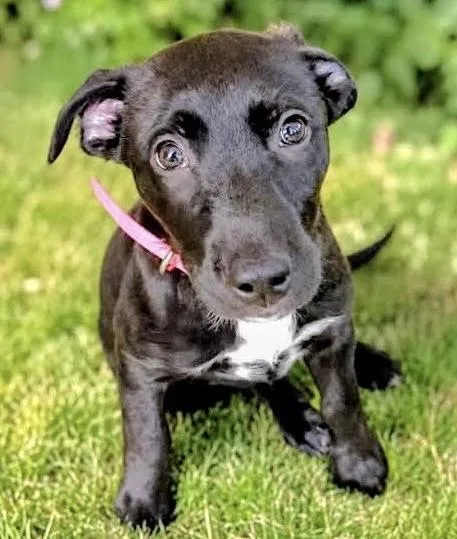A baby medium-sized female Black Mixed Breed dog named Maple Chiffon for adoption in Westfield, NY