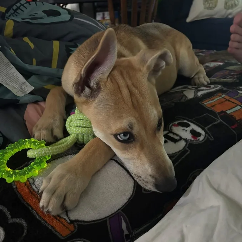 A baby large-sized female Husky dog named Ember for adoption in Collingswood, NJ