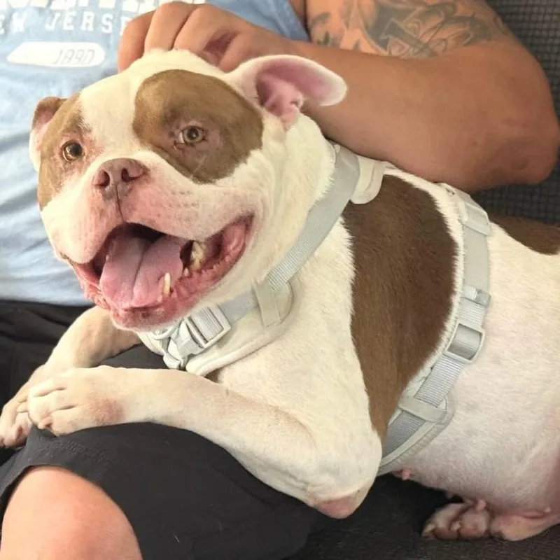An adult medium-sized male American Bulldog dog named Billy Bob for adoption in Philadelphia, PA
