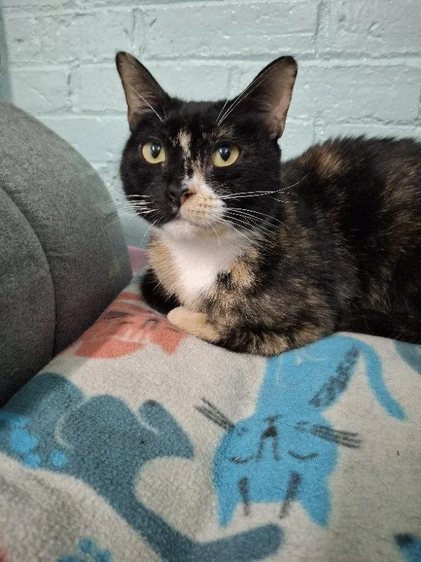 A young medium-sized female Domestic Short Hair cat named Ruby for adoption in Gonic, NH