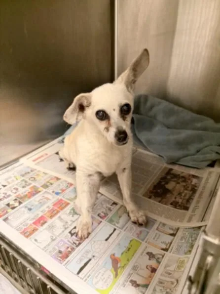 A senior small-sized female Chihuahua dog named Snizzy for adoption in Van Nuys, CA