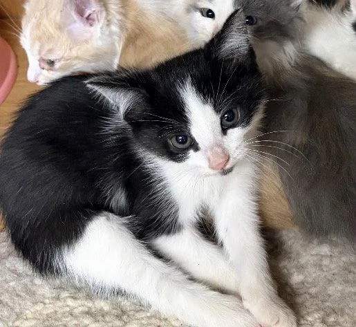 A baby medium-sized female Domestic Short Hair cat named Tango for adoption in White Bluff, TN