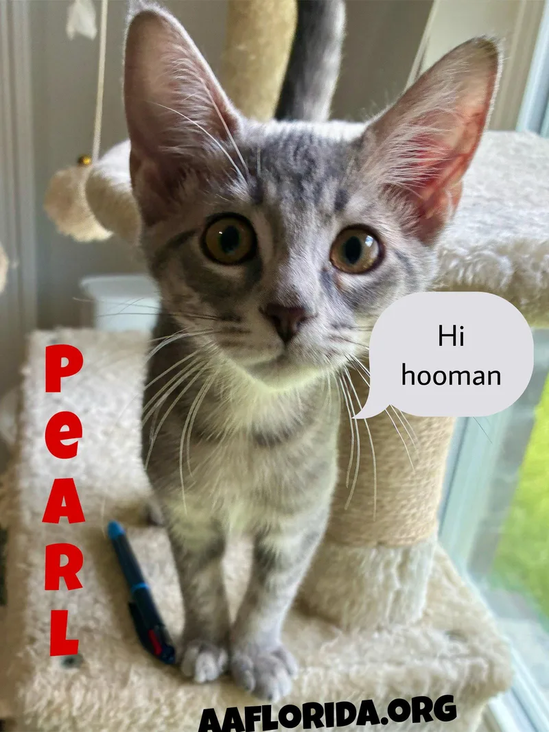 Pearl thumbnail 2