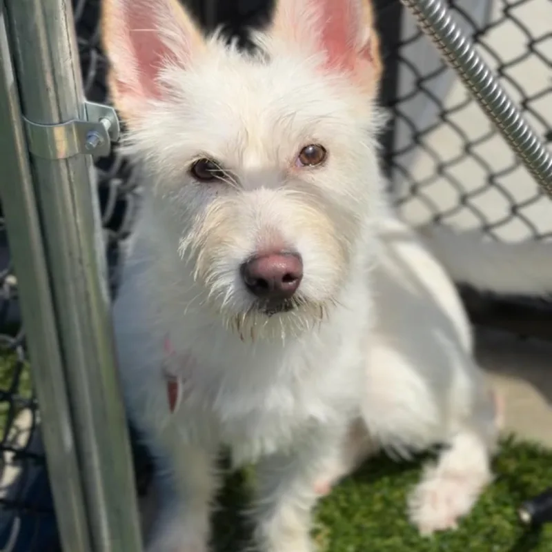 A young small-sized female White / Cream Husky dog named Princess A for adoption in Mission Hills, CA
