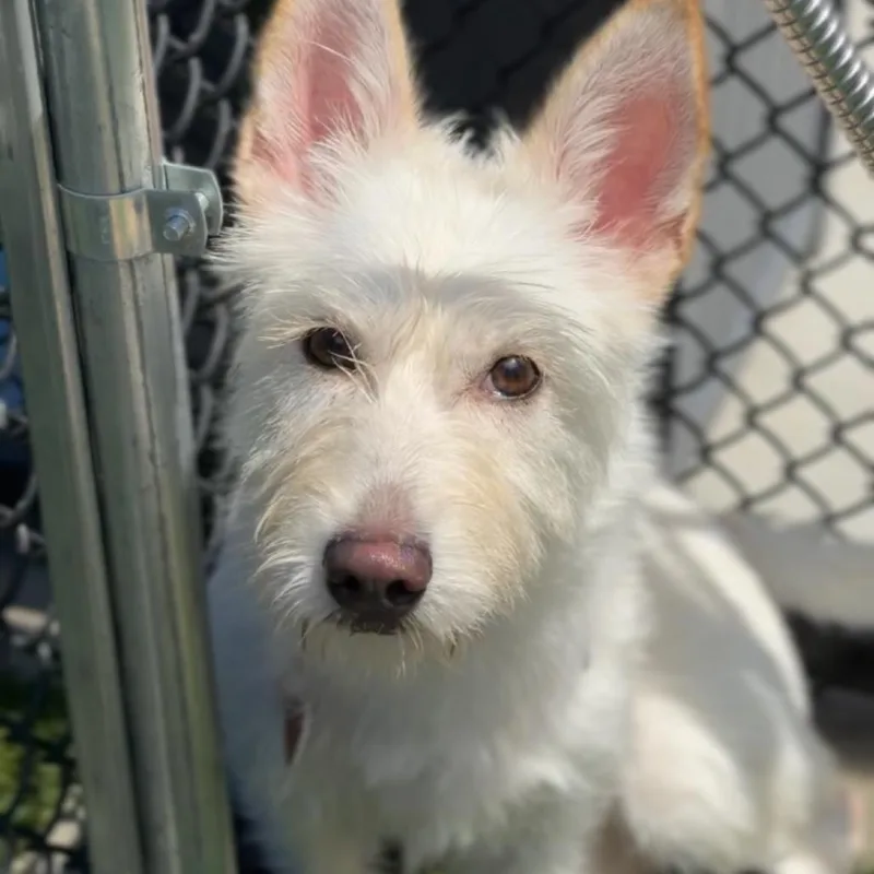 Princess A thumbnail 2