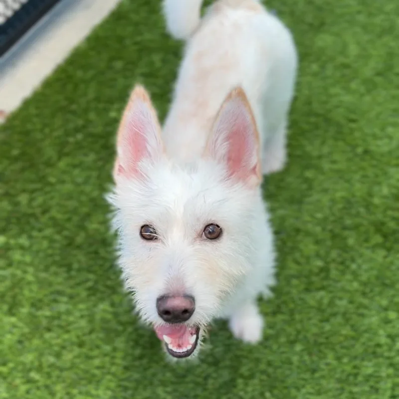 Princess A thumbnail 3