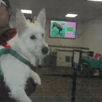 Princess A thumbnail 4