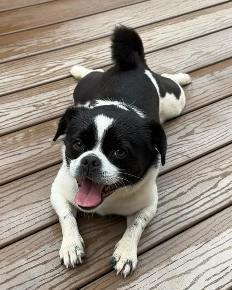 An adult small-sized male Pug dog named Bob for adoption in Louisville, KY