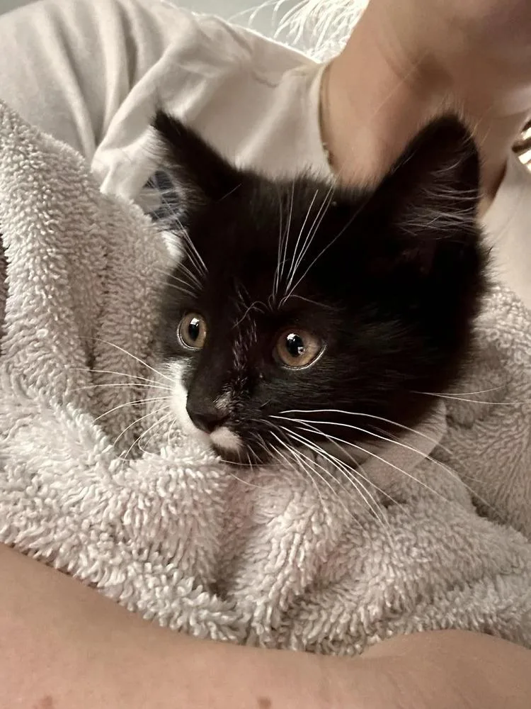 A baby medium-sized female Black & White / Tuxedo Domestic Short Hair cat named Rory for adoption in Sedalia, CO