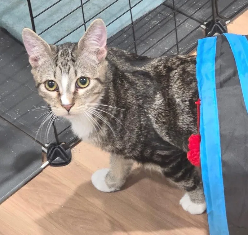 A baby medium-sized male Tabby (Brown / Chocolate) Domestic Short Hair cat named Khan and Li for adoption in Melrose, MA