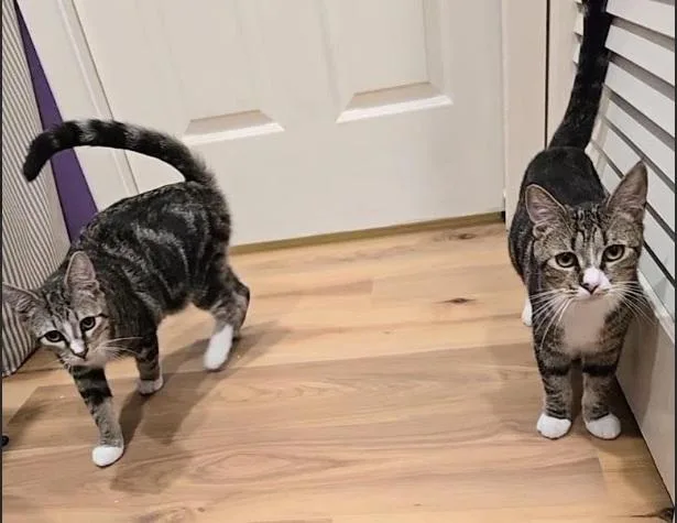 Khan and Li thumbnail 4