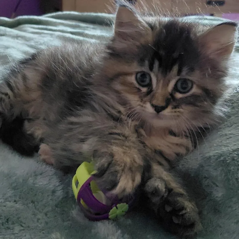 A baby small-sized female Torbie Domestic Medium Hair cat named Mitzy for adoption in Springfield, IL