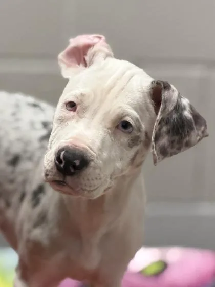 A baby medium-sized female White / Cream Catahoula Leopard Dog dog named Tic for adoption in Sacramento, CA