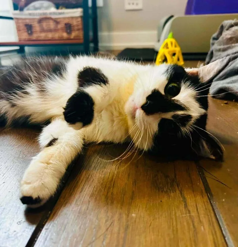 An adult small-sized female Black & White / Tuxedo Domestic Short Hair cat named Domino for adoption in Chicago, IL